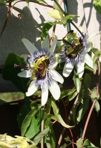 Passiflora