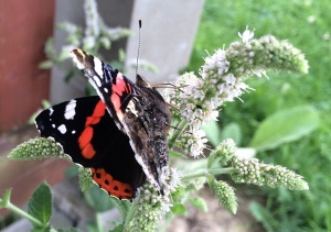 Vanessa atalanta