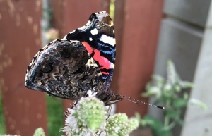 Vanessa atalanta