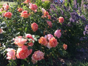 Lady of Shalott