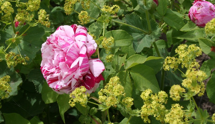 Variegata di Bologna